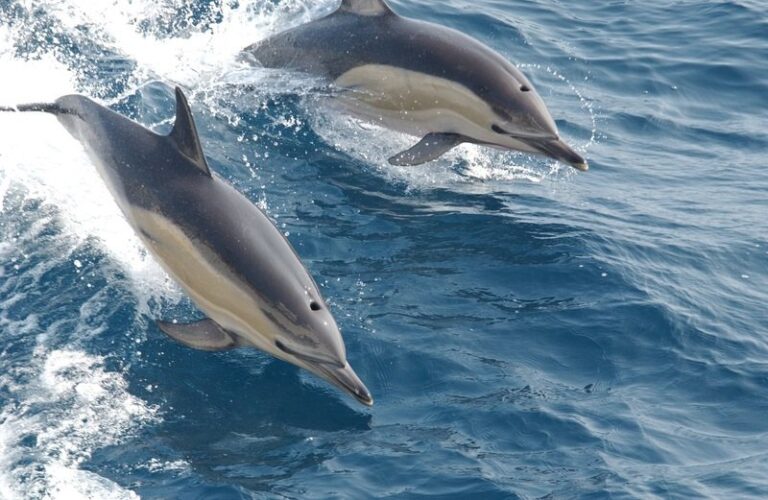 sea-water-nature-ocean-jump-wildlife-861898-pxhere.com