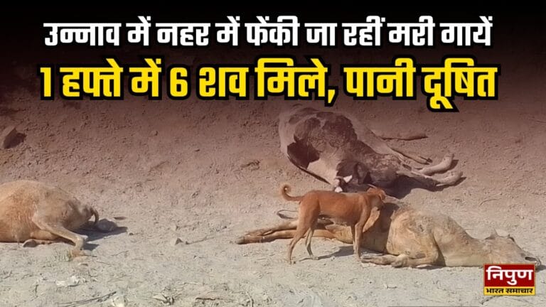 dead cows canal unnao